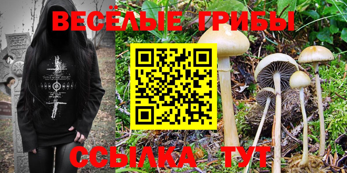 Псилоцибиновые грибы Cubensis Алейск